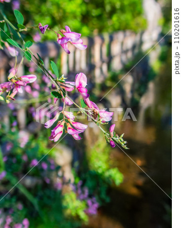 秋の景色 清らかな湧水の流れとかわいい萩の花 秋の景色 清らかな湧水の流れとかわいい萩の花 110201616