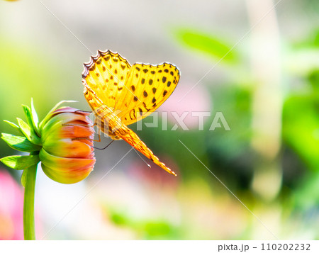 秋晴れの下、満開のダリアの蜜を吸いに来たツマグロヒョウモン蝶 秋晴れの下、満開のダリアの蜜を吸いに来たツマグロヒョウモン蝶 110202232