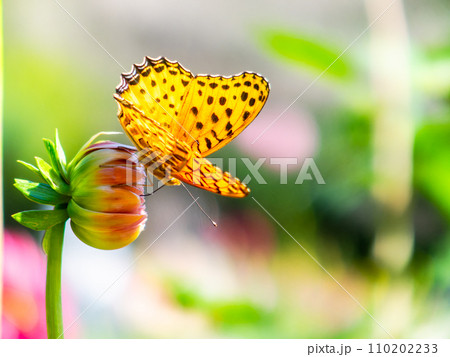 秋晴れの下、満開のダリアの蜜を吸いに来たツマグロヒョウモン蝶 秋晴れの下、満開のダリアの蜜を吸いに来たツマグロヒョウモン蝶 110202233
