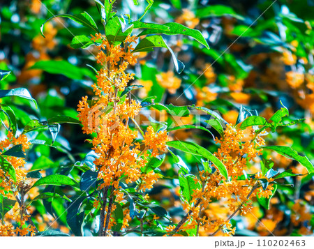 秋の景色　オレンジ色に色づいた芳醇な香りのキンモクセイ 110202463
