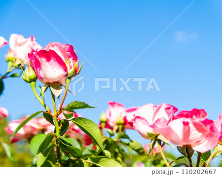 秋晴れに映える、カラフルで美しい秋バラ 110202667