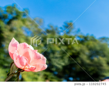 秋晴れに映える、カラフルで美しい秋バラ 110202745