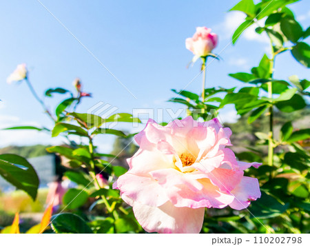 秋晴れに映える、カラフルで美しい秋バラ 110202798