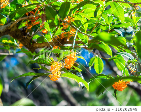 秋の景色　オレンジ色に色づいた芳醇な香りのキンモクセイ 110202949