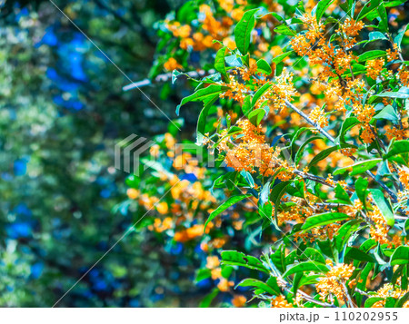 秋の景色 オレンジ色に色づいた芳醇な香りのキンモクセイ 秋の景色 オレンジ色に色づいた芳醇な香りのキンモクセイ 110202955