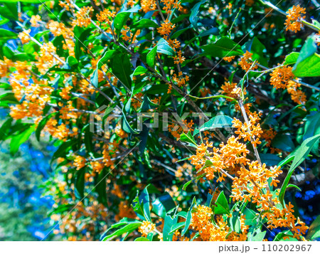 秋の景色　オレンジ色に色づいた芳醇な香りのキンモクセイ 110202967