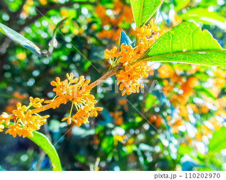 秋の景色　オレンジ色に色づいた芳醇な香りのキンモクセイ 110202970