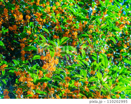 秋の景色　オレンジ色に色づいた芳醇な香りのキンモクセイ 110202995