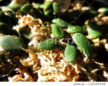 リチェナストラム 110204109