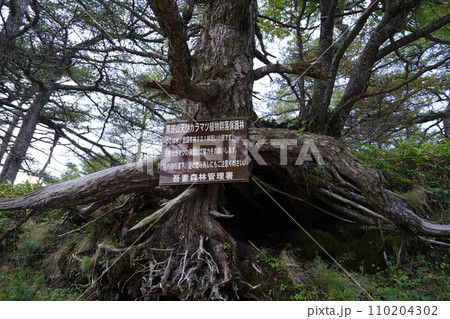 浅間山のトーミの頭付近から下る中コースの登山道にある天然カラマツの説明板　　2023年9月19日 110204302