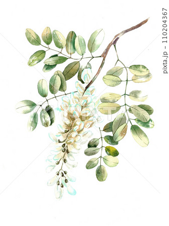Watercolor Robinia white acacia isolated on white Watercolor Robinia white acacia isolated on white 110204367
