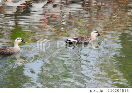 二羽のカルガモが優雅に泳ぐ水面 二羽のカルガモが優雅に泳ぐ水面 110204618