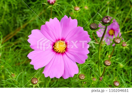 オオハルシャギクの美しいピンクの花 110204681