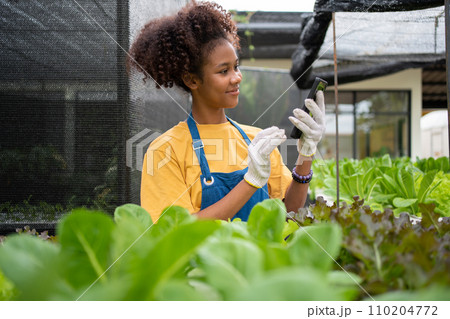 Portrait of happy half-Thai half African woman farmer standing behind a vegetable plot and using smartphone for check order. Concept of agriculture organic for health, Vegan food and Small business. 110204772