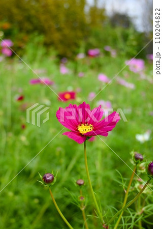 お花畑の一輪の可愛いコスモス(縦構図) お花畑の一輪の可愛いコスモス(縦構図) 110204822