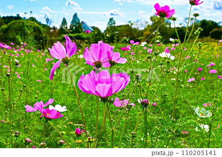 美しいコスモスと青空(横構図) 美しいコスモスと青空(横構図) 110205141