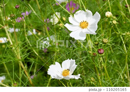 秋草原に咲く白いコスモスの花（横構図） 110205165