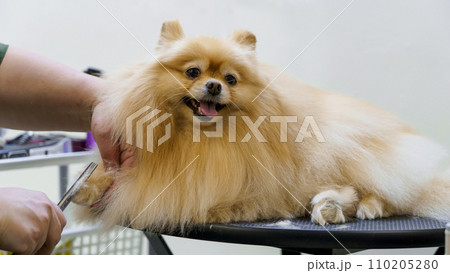 dog in the dog salon takes a bath. animal care, wool care dog in the dog salon takes a bath. animal care, wool care 110205280