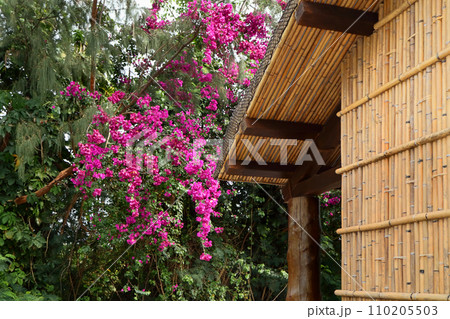 愛し台湾（台湾、阿美族の竹の家、祭屋に咲いた情熱の花、ブーケンビリア。）台東県・アミ族民族センター 110205503