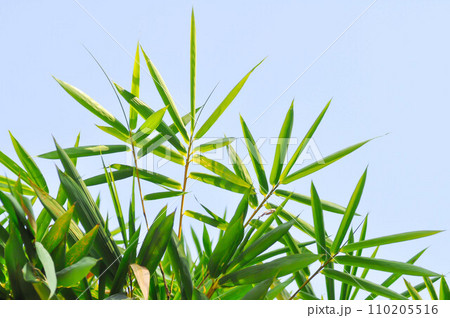 Bamboo, GRAMINEAE or POACEAE or Bambusa arundinacea Willd or Thorn Bamboo or Spiny Bamboo or Bambusa vulgaris schrad or Feathery Bamboo or Dendrocalamus strictus Nees and sky Bamboo, GRAMINEAE or POACEAE or Bambusa arundinacea Willd or Thorn Bamboo or Spiny Bamboo or Bambusa vulgaris schrad or Feathery Bamboo or Dendrocalamus strictus Nees and sky 110205516