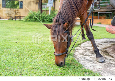 Young brown horse grazing on pasture at livestock Young brown horse grazing on pasture at livestock 110206173
