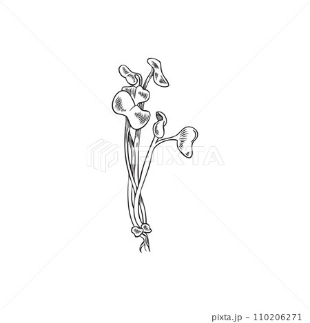 Fresh radish sprouts of growing microgreens sketch vector illustration isolated. 110206271