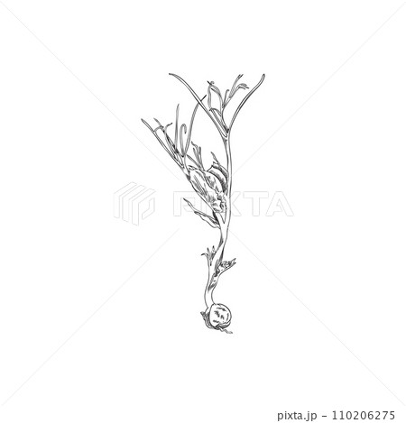 Micro green peas, vector engraved hand drawn unripe micro-green shoot, the first leaves with grain, natural organic herb Micro green peas, vector engraved hand drawn unripe micro-green shoot, the first leaves with grain, natural organic herb 110206275