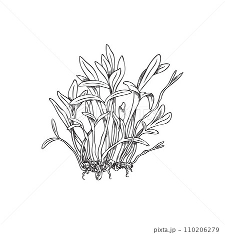 Microgreens amaranth plant farming harvest, vector engraved hand drawn natural organic spice herb, healthy flavor food 110206279