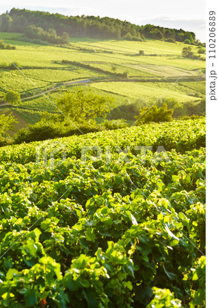 Green vineyards. Pommard wine region, France Green vineyards. Pommard wine region, France 110206889