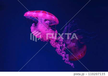 South American sea nettle jelly fish swim underwater aquarium pool with pink neon light South American sea nettle jelly fish swim underwater aquarium pool with pink neon light 110207135