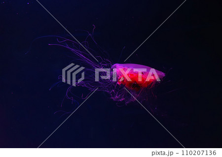 Fluorescent lion's mane jellyfish swimming underwater aquarium pool with red neon light. Fluorescent lion's mane jellyfish swimming underwater aquarium pool with red neon light. 110207136