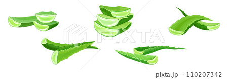 Aloe Vera Green Fleshy Leaf and Herb Vector Set Aloe Vera Green Fleshy Leaf and Herb Vector Set 110207342