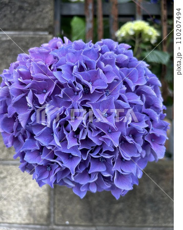 6月中旬に玉のように鮮やかに咲く、紫色の紫陽花です。 110207494