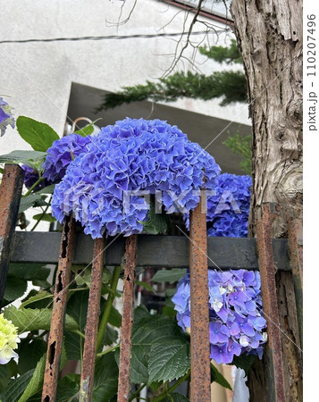 6月中旬、庭先の塀沿いに咲く、紫色のアジサイです。 6月中旬、庭先の塀沿いに咲く、紫色のアジサイです。 110207496