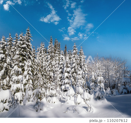 Alpine mountain snowy winter fir forest with snowdrifts 110207612