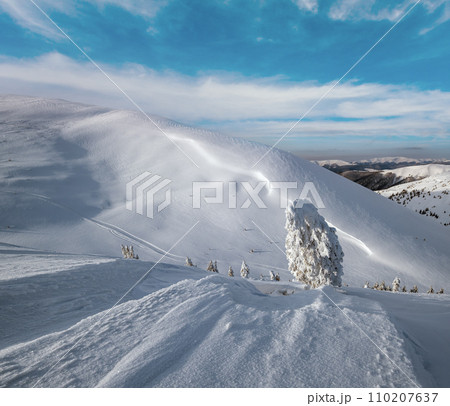 Snow covered fir trees on snowy mountain plateau, tops with snow cornices in far. Magnificent sunny day on picturesque beautiful alps ridge. Snow covered fir trees on snowy mountain plateau, tops with snow cornices in far. Magnificent sunny day on picturesque beautiful alps ridge. 110207637