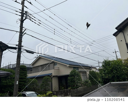 6月中旬、電線から飛び立つ一瞬のツバメ姿です。 6月中旬、電線から飛び立つ一瞬のツバメ姿です。 110208541