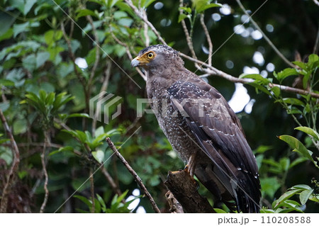 きりっとした表情、カンムリワシ 110208588