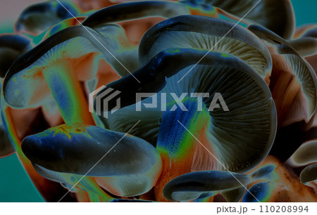 Close-up of colorfull mushrooms, color inversion. Macro abstract 110208994
