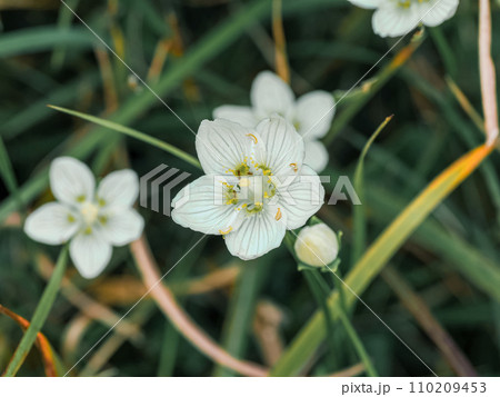 ウメバチソウのある風景 110209453