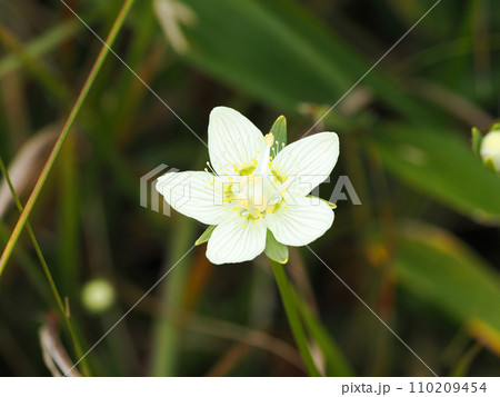 ウメバチソウのある風景 110209454
