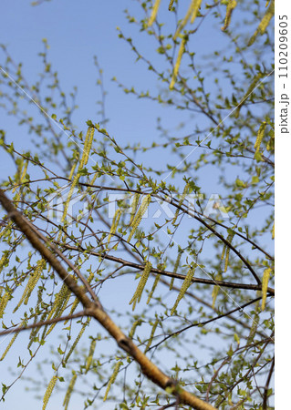young birch with new green leaves in the spring season 110209605