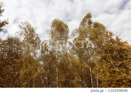 changing the color of foliage on birch trees in autumn weather 110209606