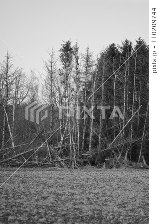 Dead trees at the edge of the field, black and white, Meerbusch, Germany Dead trees at the edge of the field, black and white, Meerbusch, Germany 110209744