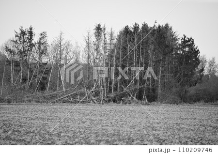 Dead trees at the edge of the field, black and white, Meerbusch, Germany Dead trees at the edge of the field, black and white, Meerbusch, Germany 110209746