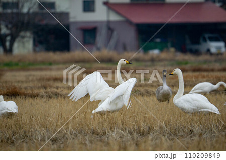 田んぼで餌を食べる白鳥 110209849