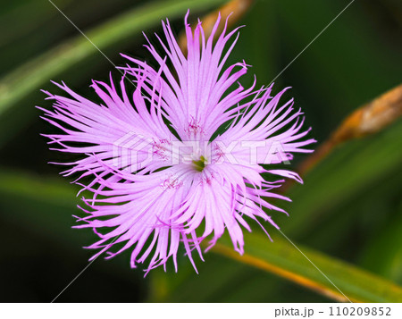 カワラナデシコのある風景 110209852