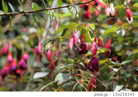 フクシア・チャーミングの花の蕾 フクシア・チャーミングの花の蕾 110210343
