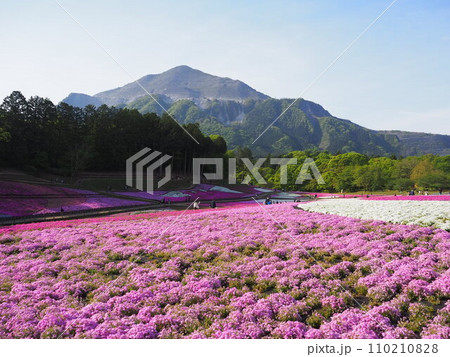 カラフルな芝桜が美しい羊山公園 カラフルな芝桜が美しい羊山公園 110210828