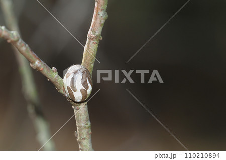 イラガの繭 イラガの繭 110210894